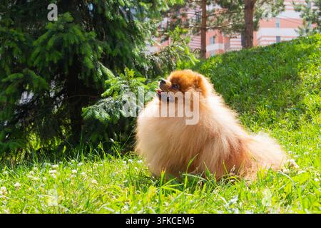cane Spitz giovane sull'erba verde al sole. Cucciolo di Spitz di un anno di profilo. Toelettatura, passeggiata del cane Foto Stock