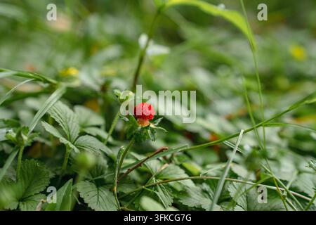 Fragole selvatiche che crescono nell'erba verde Foto Stock