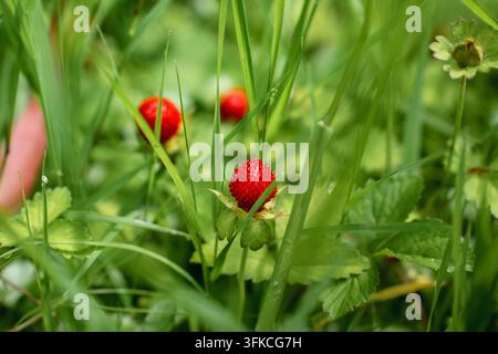 Fragole selvatiche che crescono nell'erba verde Foto Stock