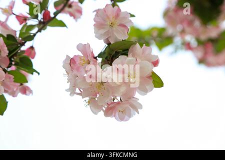 Fiori di melo rosa in fiore sui rami in primavera, con petali che sfumano dal bianco al rosa chiaro, abbinati a foglie verdi fresche, su uno sfondo sfocato Foto Stock