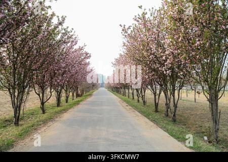 Una strada di cemento rurale fiancheggiata da due file di meli rosa in fiore in primavera, che formano un corridoio floreale romantico. I fiori creano una dolce, Foto Stock