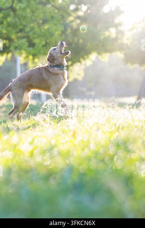 Il cane gioca con una palla in un parco soleggiato nel tardo pomeriggio Foto Stock