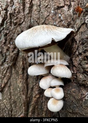 Grappolo di funghi selvatici bianchi che crescono naturalmente su un tronco di albero maturo a Southwick, West Sussex, Inghilterra, Regno Unito. Foto Stock