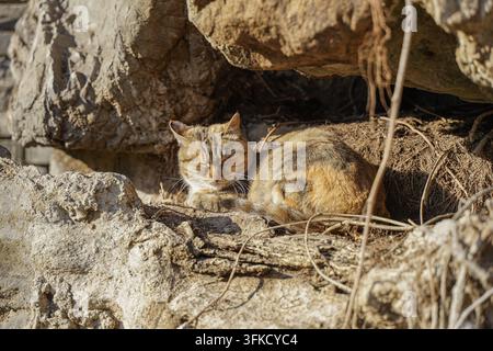 Gatto randagio con il mantello tartarugato che fa un pisolino rannicchiato all'ombra di una roccia Foto Stock