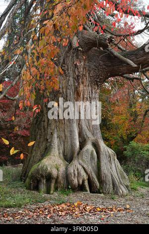 Sequoia gigante in autunno Foto Stock