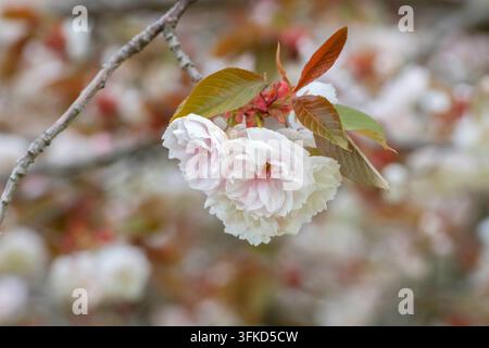 Ciliegia orientale, ciliegia giapponese (Prunus serrulata 'Fugenzo', Prunus serrulata Fugenzo), fiori del cultivar Fugenzo, Germania Foto Stock