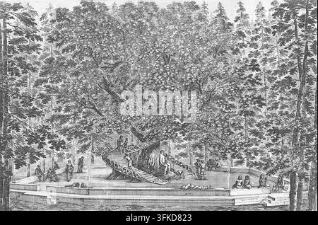 Stefano della Bella (1610–1664) - La Casa sull’Albero a Pratolino - ca. 1653 - L’Albero Abitato - Un albero gigante con una rampa o scala a spirale costruita attorno al tronco. Situato nei giardini della storica Villa di Pratolino, una grande tenuta rinascimentale appartenente alla famiglia Medici vicino a Firenze. In particolare, i giardini storici della Villa di Pratolino in Toscana erano famosi per i loro colossali e antichi quercioli. La struttura costruita al suo interno presenta una scala a doppia spirale avvolta direttamente attorno al tronco centrale esteso, che conduce a una piattaforma da pranzo nascosta in alto nella chioma. Foto Stock