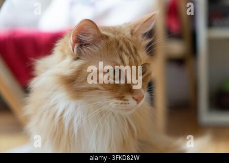 Profilo laterale di un gatto a pelo lungo arancione e bianco soffice che guarda intensamente di lato Foto Stock