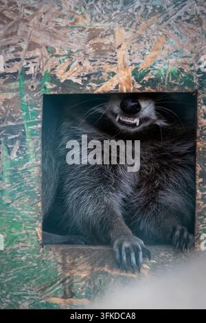 Procione riposa in una tana di compensato con le zampe sopra il davanzale e un sorriso furbo. Una foschia fresca si sposta in primo piano mentre texture ruvide incorniciano la scena Foto Stock