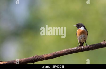 Stonechat europeo, Saxicola rubicola, Saxicola torquata. L'uccello maschio è posato su un ramo Foto Stock