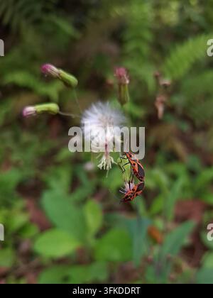 Una fotografia macro dettagliata che cattura una coppia di vivaci insetti rossi e neri del milkweed in accoppiamento mentre sono appollaiati su una testa di seme soffice simile a un dente di leone selvatico Foto Stock
