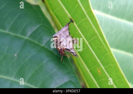 Una fotografia macro dettagliata che cattura due vespe di carta (Polistes) al lavoro sul loro piccolo nido di carta a forma di ombrello attaccato sotto una foglia vibrante Foto Stock