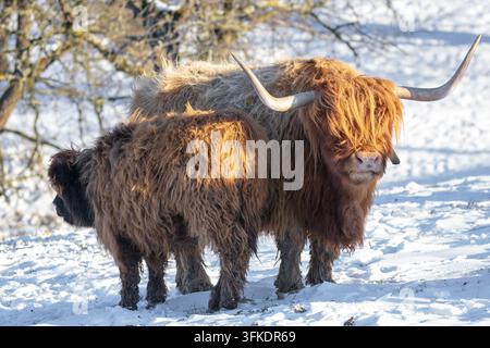 Una maestosa mucca delle Highlands con lunghe corna e folto pelo rossiccio che si trova in un campo innevato con il suo vitello durante l'inverno. Foto Stock