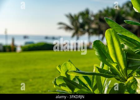 Vegetazione lussureggiante che incornicia una scena di spiaggia serena con onde gentili e palme sullo sfondo, creando un'atmosfera perfetta da paradiso tropicale Foto Stock