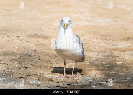 Gabbiano bianco su spiaggia sabbiosa, foto stock di ecologia naturale Foto Stock