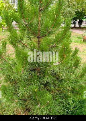 Giovane pino verde in un parco di Kyiv, Ucraina. Foto Stock