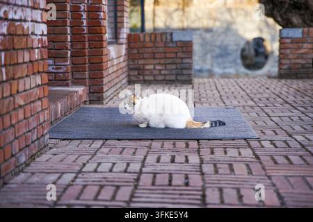 Gatto tricolore sdraiato sul tappetino all'ingresso di un cortile in mattoni rossi Foto Stock
