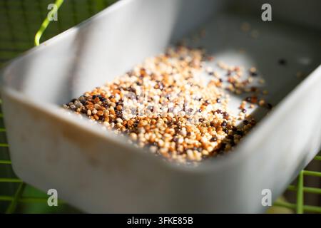 Prima di cibo misto per uccelli in una ciotola mangiatoia di una gabbia per uccelli Foto Stock