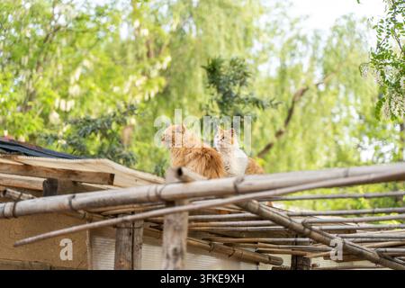 Due gatti tigrati arancioni seduti fianco a fianco su un tetto Foto Stock