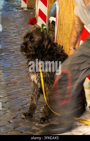 Un cane nero trasandato con un guinzaglio giallo è seduto su ciottoli bagnati con una rosa rossa infilata sulla testa, un passante sfocato in movimento accanto a lui. Foto Stock