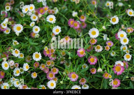 Un tappeto di piccole margherite messicane rosa e bianche con centri gialli tra foglie verdi sottili. Foto Stock