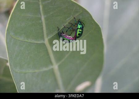Macro di due insetti gioiello verde metallico e rosa che riposano sulla parte inferiore di una foglia Foto Stock