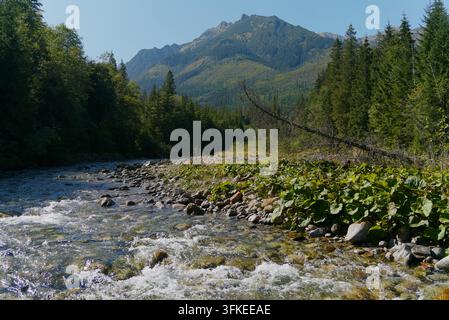 Un pittoresco ruscello di montagna scorre attraverso una valle verdeggiante rigogliosa circondata da foreste di pini e alte vette sotto un cielo blu terso. Foto Stock
