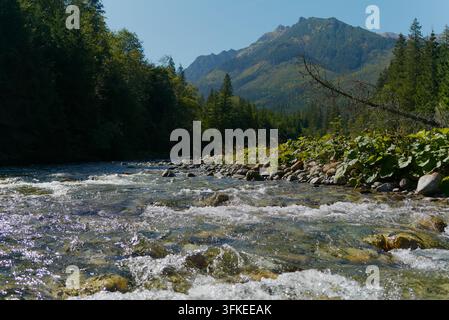 Un fiume di montagna chiaro e impetuoso scorre su rocce attraverso una valle verdeggiante con picchi lontani sotto un cielo blu. Foto Stock