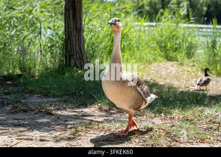 Anatra cignescente in piedi sull'erba all'Olympic Forest Park, Pechino Foto Stock