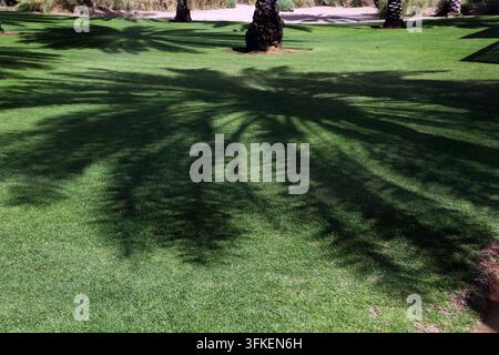 Shadow of Date Palm on Grass fuori dal Chedi Hotel Muscat Oman Foto Stock