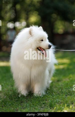 Ripresa a figura intera di un cane Samoiedo bianco di razza pura con un mantello folto in piedi sull'erba del prato e che guarda di lato con la lingua di fuori. Foto Stock