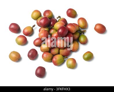 mucchio di ciliegie di caffè crude fresche isolate su sfondo bianco, bacche di frutta rosse e verdi non tostate sparse, vista dall'alto Foto Stock