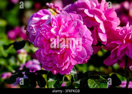 La rosa Princess Anne (Auskitchen) è una rosa arbustiva inglese popolare con fiori giovani di un rosa profondo o rosa-rosso che sfumano in un rosa puro e intenso Foto Stock
