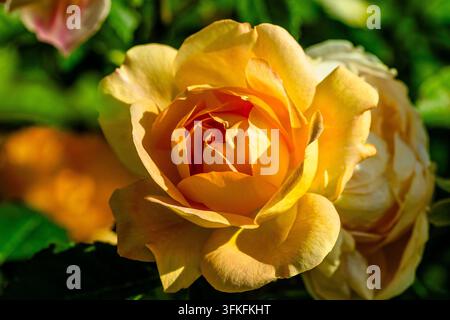 Lady Of Shallott (Ausnyson) una rosa inglese vibrante con fiori caldi arancione-albicocca e ottima resistenza alle malattie Foto Stock