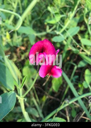 Macro di una vivace fioritura selvatica di pisello odoroso rosa Foto Stock