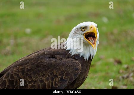 Un primo piano dettagliato di un adulto Aquila dalla testa bianca (Haliaeetus leucocephalus) che vocalizza, chiama o urla con il becco giallo spalancato Foto Stock