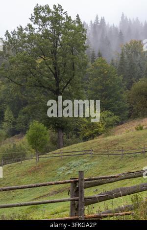 Un paesaggio di campagna con una staccionata di legno su una collina erbosa. Un grande albero si erge davanti a una foresta di pini nebbiosa durante una pioggia leggera, offe Foto Stock