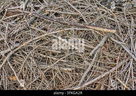 Ammasso denso di rami secchi caduti e ramoscelli sul terreno nella foresta, texture e motivo di scarti di legno, natura. Foto Stock