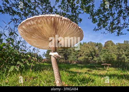 Funghi parasole (Macrolepiota procera / Agaricus procerus / Lepiota procera) corpo fruttifero maturo nel pascolo / prato ai margini della foresta in autunno Foto Stock