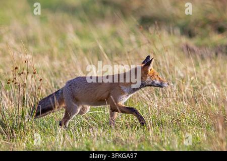 Volpe rossa (Vulpes vulpes) a caccia nel prato / pascolo in autunno Foto Stock