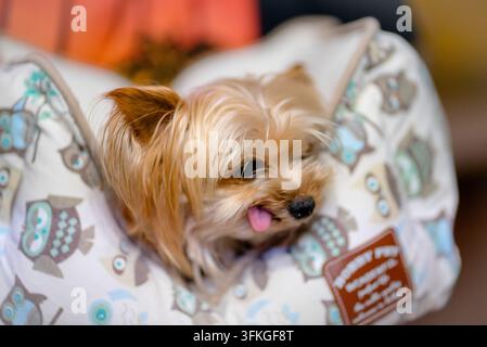 Piccolo cane Yorkshire Terrier con la lingua fuori, avvolto in una morbida coperta bianca, animale domestico. Foto Stock