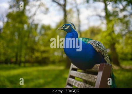 Bellissimo pavone colorato seduto su una panchina nel parco storico di Pezinok, con enfasi sul suo corpo blu brillante e sull'ambiente circostante. Foto Stock