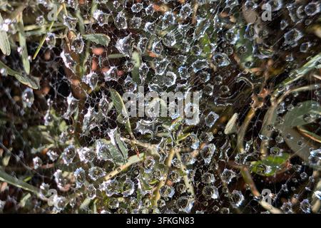 Gocce d'acqua che brillano su una ragnatela nel cespuglio Foto Stock