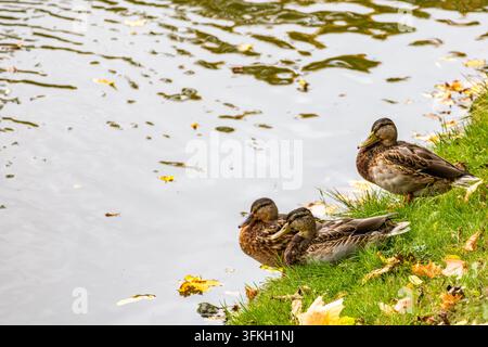 Tre anatre selvatiche si appolliano sul bordo erboso verde di uno stagno calmo del parco coperto da foglie autunnali gialle sparse durante il giorno. Superficie dell'acqua chiara Foto Stock