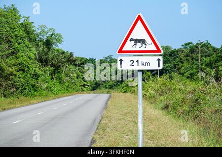 Segnale di avvertimento per l’attraversamento di giaguari con un pannello "21 km" accanto a una strada rurale attraverso la foresta tropicale vicino a Kourou, Guiana francese. Il segnale stradale francese triangolare rosso avverte che la fauna selvatica, qui un giaguaro, può attraversare nei prossimi 21 chilometri. Foto Stock