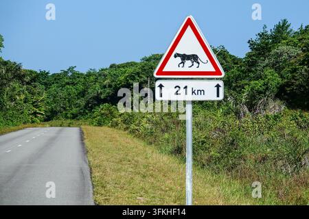 Segnale di avvertimento per l’attraversamento di giaguari con un pannello "21 km" accanto a una strada rurale attraverso la foresta tropicale vicino a Kourou, Guiana francese. Il segnale stradale francese triangolare rosso avverte che la fauna selvatica, qui un giaguaro, può attraversare nei prossimi 21 chilometri. Foto Stock