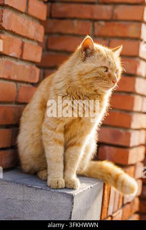 Prima piano di un gatto tigrato arancione che guarda di lato davanti a un muro di mattoni rossi Foto Stock