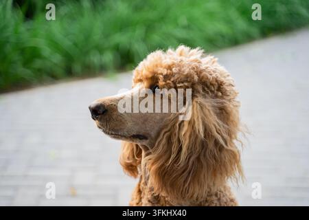 Prima piano del profilo laterale di un barboncino color albicocca su un sentiero di mattoni nel parco Foto Stock
