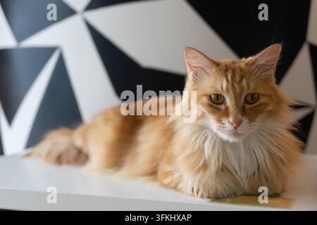 Gatto a pelo lungo arancione e bianco che riposa su una superficie bianca Foto Stock
