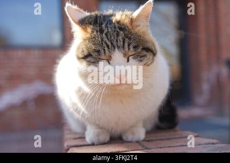Gatto calico paffuto che fa un pisolino con gli occhi chiusi su un muro di mattoni rossi sotto la luce calda del sole in controluce Foto Stock